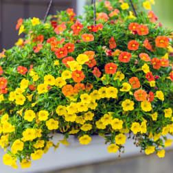 Hanging basket filled with dense orange and yellow blooming flowers.