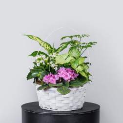 White basket planter with pink and white flowering plants