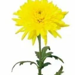 Single yellow chrysanthemum bloom on a long stem