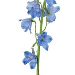 Single stem of blue delphinium flowers on a white background