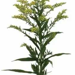 Single stem of yellow-green flowers with long narrow leaves