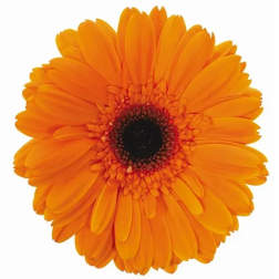 Single orange gerbera daisy bloom on a white background