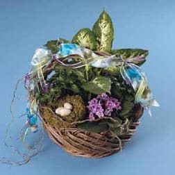 SF31-21 - John Henry Sympathy