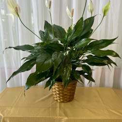 Potted peace lily in a woven basket with white blooms