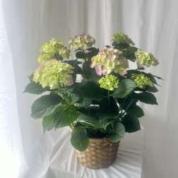 Hydrangea Plant