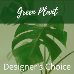 Green plant with large split leaves and text reading Designer's Choice