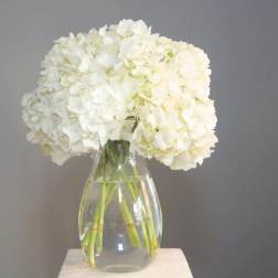 White hydrangeas in a clear glass vase