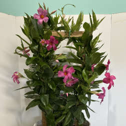 Pink Mandevilla Plant
