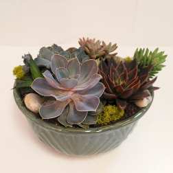 Succulent Garden