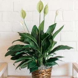 Potted peace lily with white blooms in a woven basket