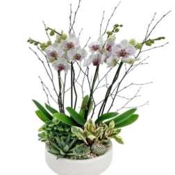 White orchids and succulents arranged in a white bowl planter