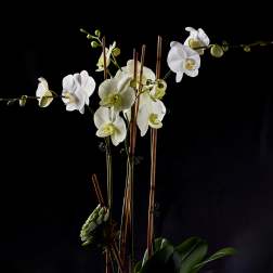 White orchids arranged in a black textured pot with a succulent accent