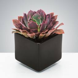Dark Succulent by BloomNation™