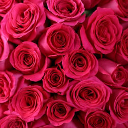 Close-up of tightly packed hot pink roses