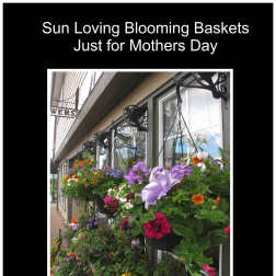 Hanging baskets of mixed flowers outside a storefront