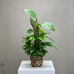 Potted green houseplant in a woven basket planter