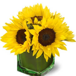 Compact arrangement of bright yellow sunflowers in a green glass cube vase