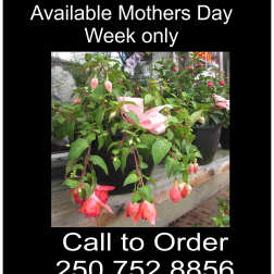 Potted fuchsia plants with pink and red hanging blooms