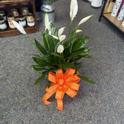 6” Peace Lily -- Green Plant