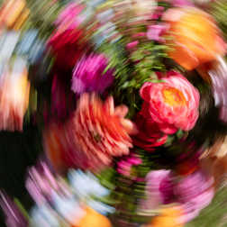 Abstract swirl of brightly colored flowers in pink, orange, and other hues.