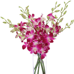Tall arrangement of pink and white orchids in a clear rectangular glass vase
