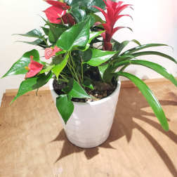 Potted tropical plant with red anthuriums and a red bromeliad in a white pot