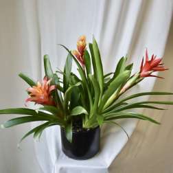 Triple Bromeliad