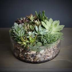 Succulent arrangement in a round glass bowl filled with pebbles