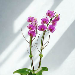 Blushing Promise Orchid Plant