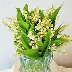 White Lily of the Valley