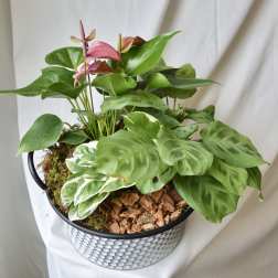 Potted tropical plant arrangement with pink anthurium blooms