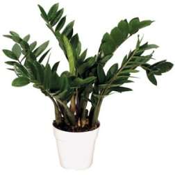 Potted green houseplant in a white container