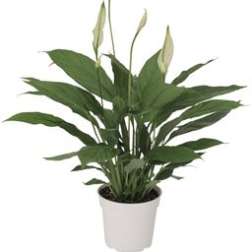 Potted peace lily plant with white blooms
