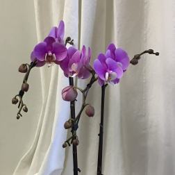 Shades of pink two stem phalenopsis orchid plant