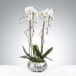 White orchids in a silver textured planter with moss