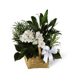 The FTD Peace & Serenity Dishgarden