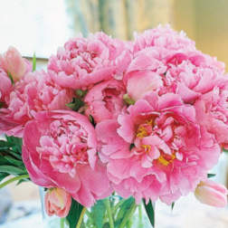 Pink peonies in a clear glass vase