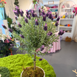 Lavender Tree in Cermaic Pot