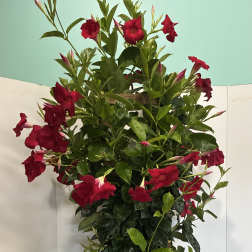 Red Mandevilla Plant