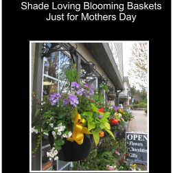 Hanging basket of purple and white flowers with a yellow ribbon