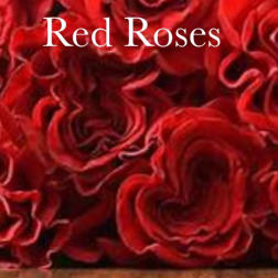 Half dozen red roses in a close-up bouquet