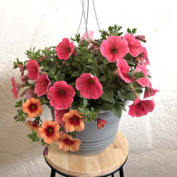 12 " Hanging Basket