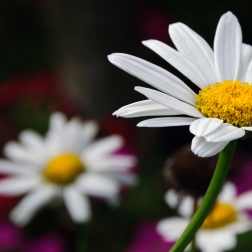 White daisy with a yellow center against a blurred floral background