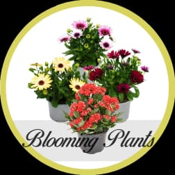 Three potted flowering plants with daisy-like blooms and red clusters