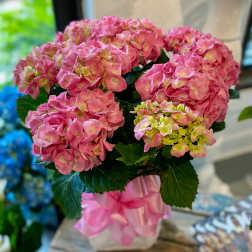 Pink hydrangea bouquet in a clear vase with a pink ribbon