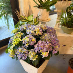 Purple Hydrangea Plant