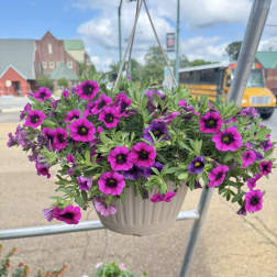 Hanging Basket - DESIGNER CHOICE