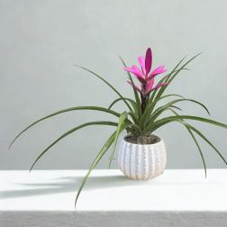 Pink Bromeliad