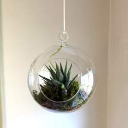Hanging glass globe terrarium with a small green succulent inside