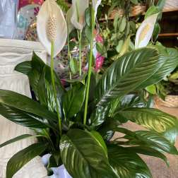 Peace Lily Plant